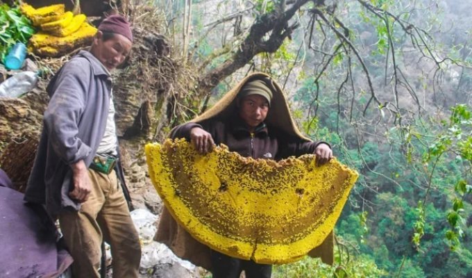 Himalayan Bees: Their Honey Induces Hallucinations, and Their Hives Are the Size of a Human! (17 photos)