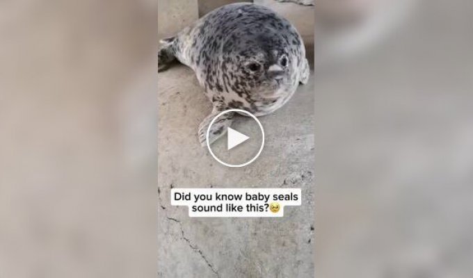 Seal barking.