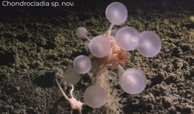 30 Creepy and previously unknown creatures (3 photos + video)