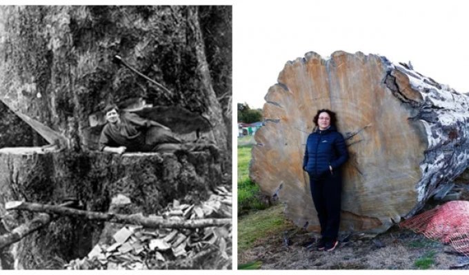 Как новозеландские лесорубы научили реки работать на себя (10 фото + 1 видео)