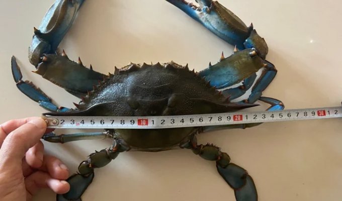 Сині краби: 97% їхніх смертей через напади один на одного з метою харчування (7 фото)