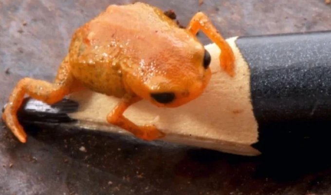 A Toad the Size of a Pencil Tip Was Found in Brazil (6 photos)