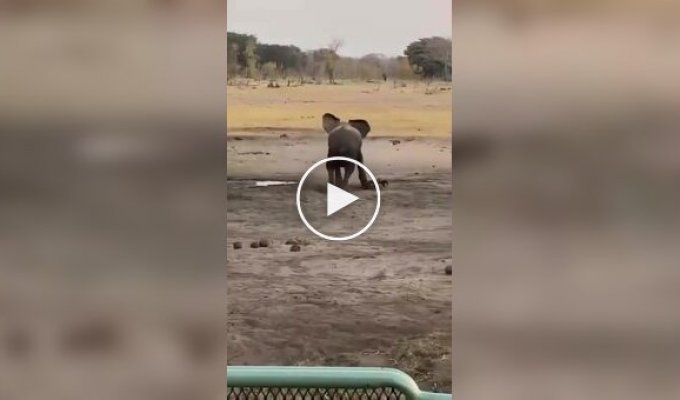 Honey badger attacks elephant in front of tourists
