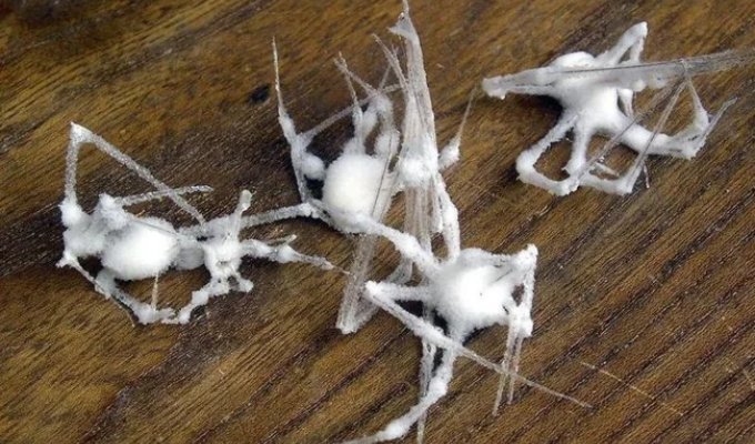 A predatory mushroom that eats spiders (9 photos)
