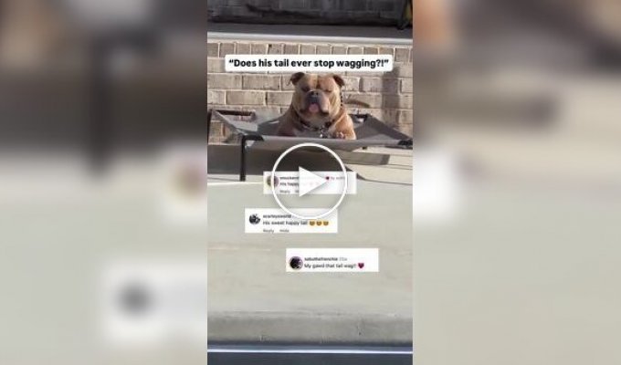 Самый счастливый пес