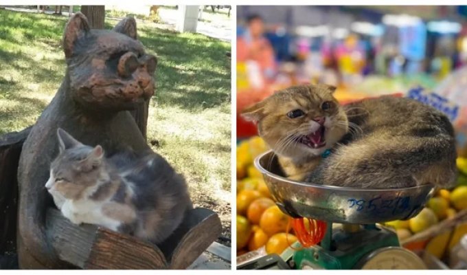 20 adorable cats who managed to end up where they shouldn't be (21 photos)