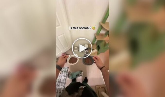 Cats' strange habit before meals.