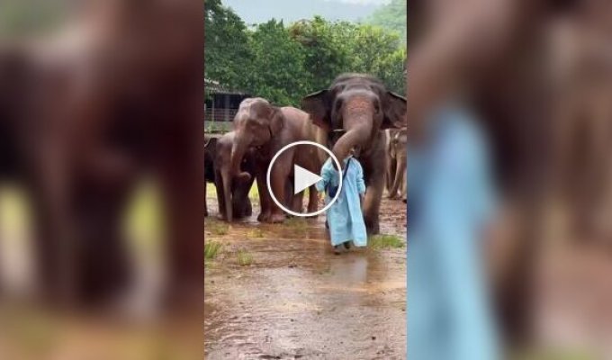 Elephant Tenderness