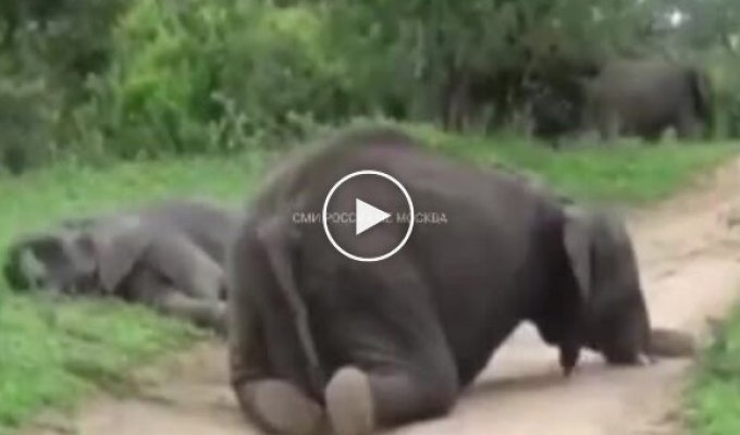 Elephants Ate Fermented Fruit and Lay Down relax