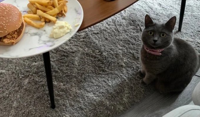 Смешные животные, которым нужна ваша еда (22 фото)