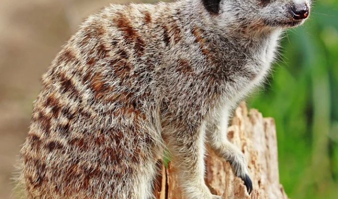 Meerkat and interesting facts about it (11 photos)