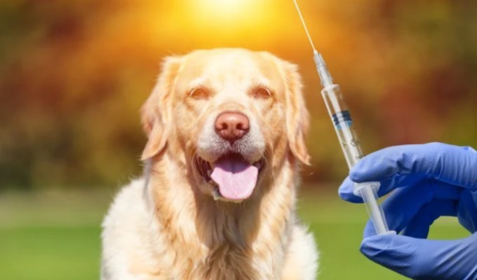 10 common myths about rabies you should stop believing (11 photos)