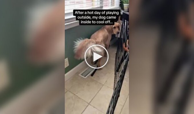 When it's too hot outside: the craziest consequences of abnormal heat