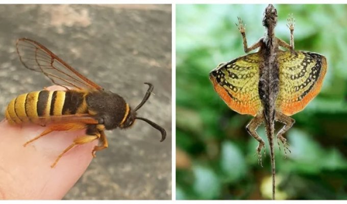10 amazingly strange creatures with special abilities (11 photos)