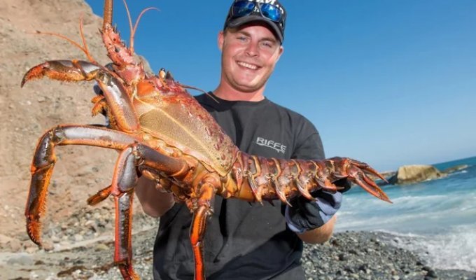 Lycrayfish: Why Have Giant Crayfish Given Up Their Claws? (10 photos)