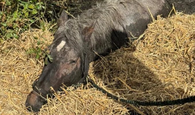 Rescuers freed an 800-kilogram horse stuck in a swamp (5 photos)