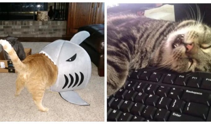 22 нетривиальных места для сна, которые могут выбрать и одобрить только котики (23 фото)