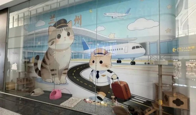 В китайском аэропорту открыли пушистый «Отдел по борьбе с грызунами» (4 фото + видео)