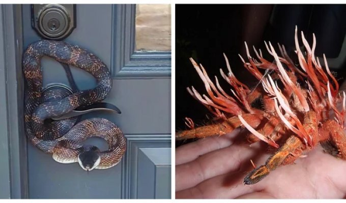 Mother Nature's Horrors: 35 Spine-Chilling Photos That Will Take Your Breath Away (36 Photos)