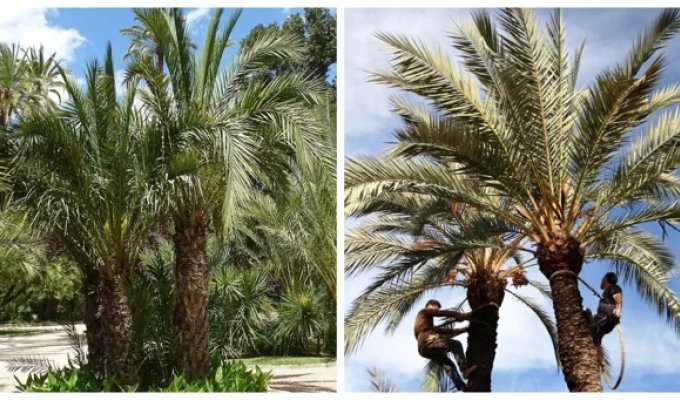 Европейская Сахара: как испанский город превратили в финиковый рай (21 фото + 1 видео)