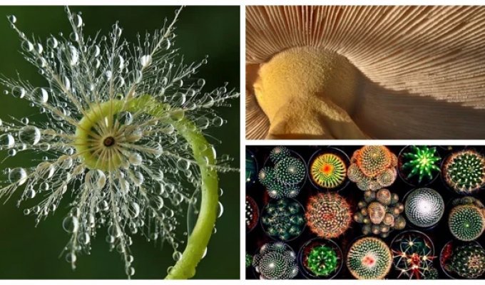 25 фото, демонстрирующих яркие математические таланты природы (26 фото)