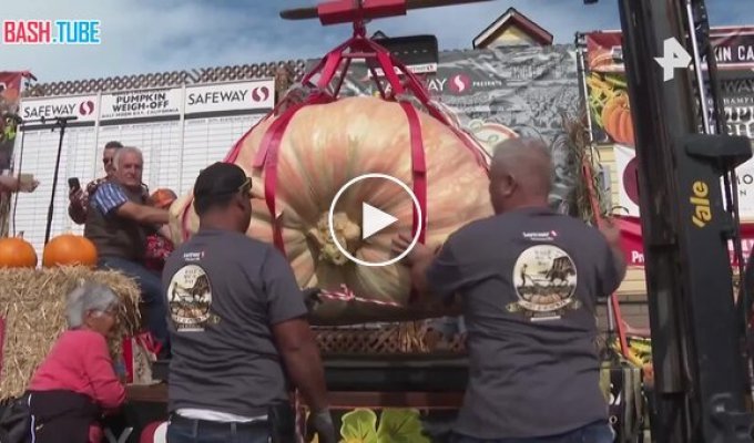 A giant pumpkin weighing 1,064 kg was grown by a California engineer.