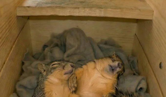 Как спят белки? (9 фото)