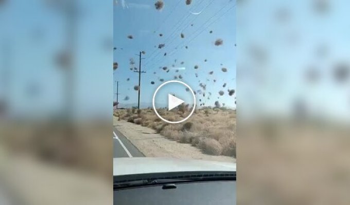 Rare dust devils in Los Angeles: nature in motion