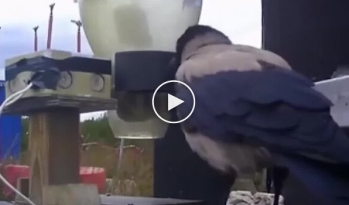 Swedes have taught crows to remove small trash from the streets