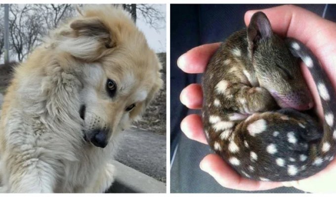 30 Photos Proving Cuteness Will Save the World (31 photos)