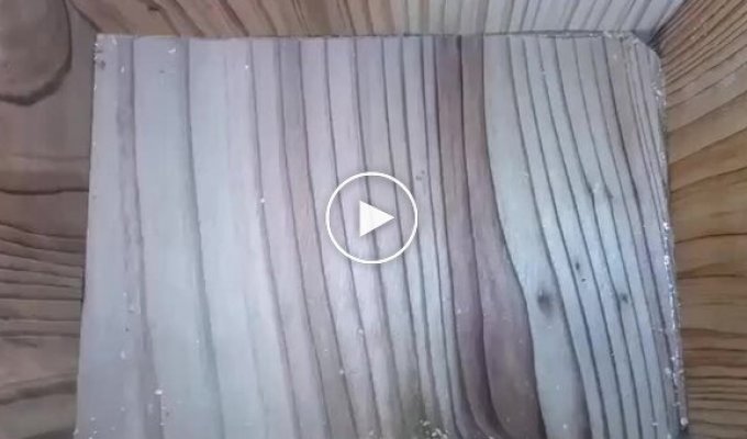 Таймлапс: птах збудував гніздо, і в ньому з'явилися пташенята