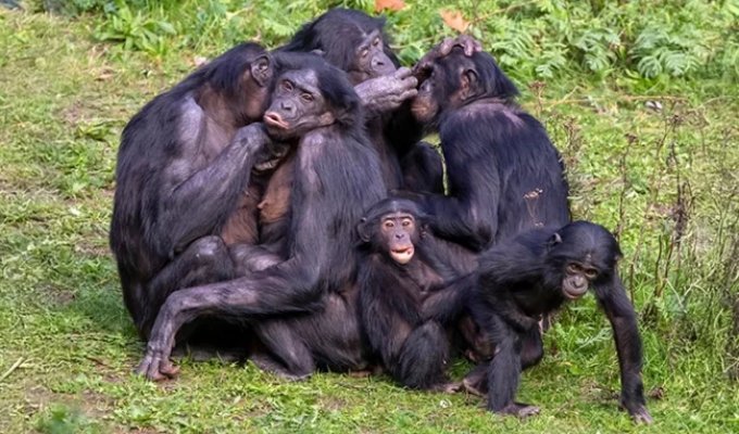 Bonobo: how uncontrollable lust changed a chimpanzee (11 photos)