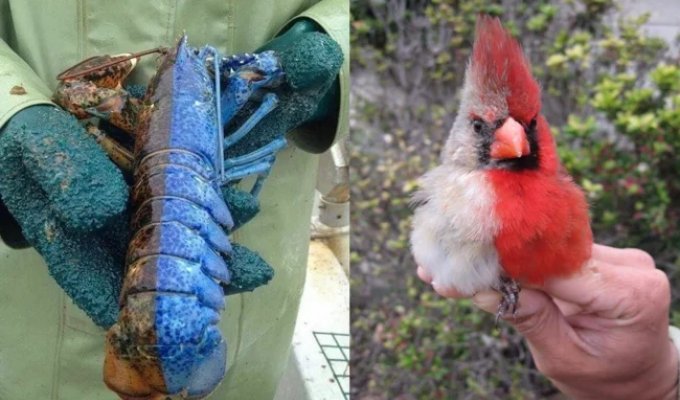 Half female, half male: the strangest mutation in birds and other animals (10 photos)