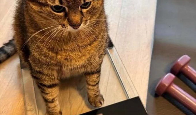 A tragedy in three acts (3 photos)