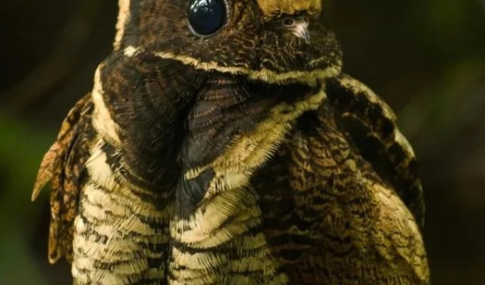 Attention, long-eared nightjar (9 photos)