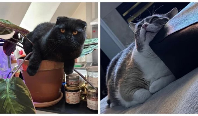 25 Unexpected Careers That Cats Can Build Right at Home (26 photos)