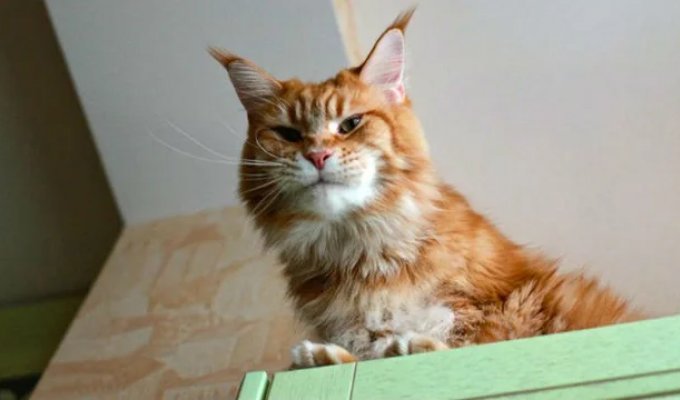 A mega-positive, hilarious story about training cats and their owners (11 photos)
