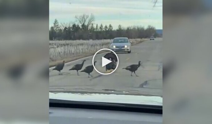 They look smarter than most people