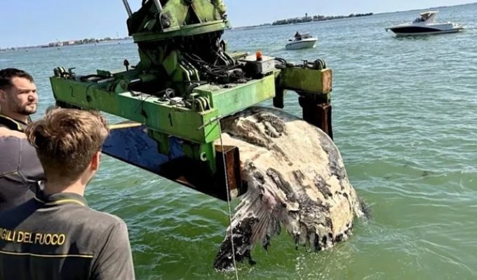 Гігантська риба-місяць перекрила канал: тушу вагою понад тонну довелося забирати пожежникам (3 фото + 1 відео)