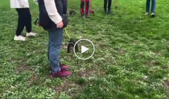 Маразм крепчал: к хоббихорсерам присоединились хоббидогеры