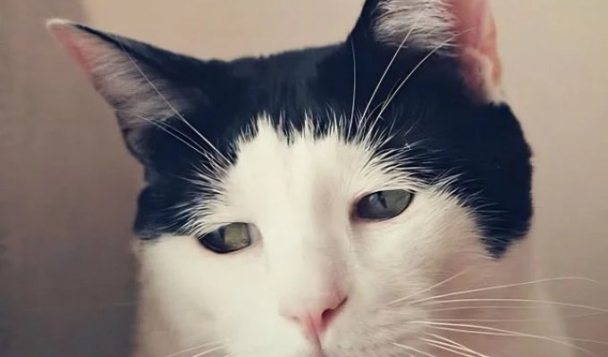 В Японии живёт самый грустный кот в мире (8 фото)