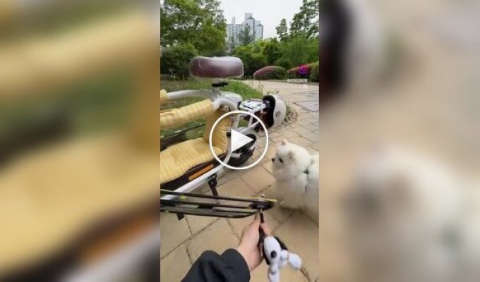 Электроскутер с местом для собаки