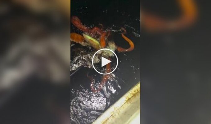 У берегов Японии заметили редкого кальмара