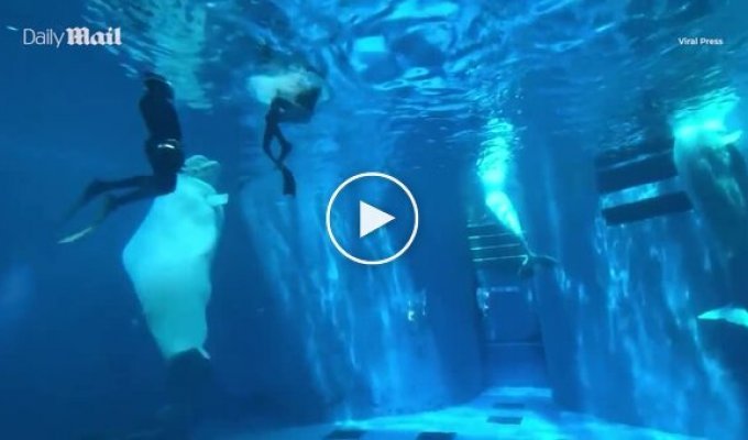 Whale attacks divers in front of terrified tourists
