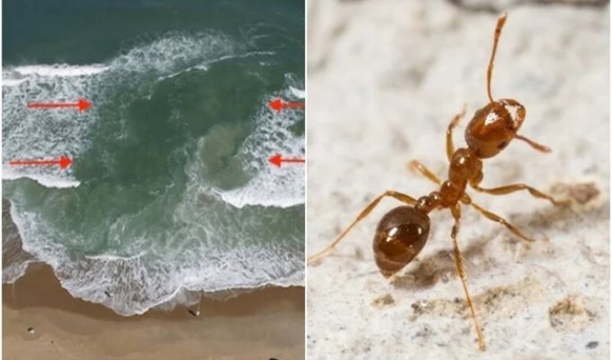 20 Signals in Nature That Warn Us of Danger (21 photos)