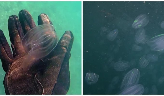 Slime Apocalypse in Venice: Canals Taken Over by Jellyfish with Disappearing Anuses (4 photos)