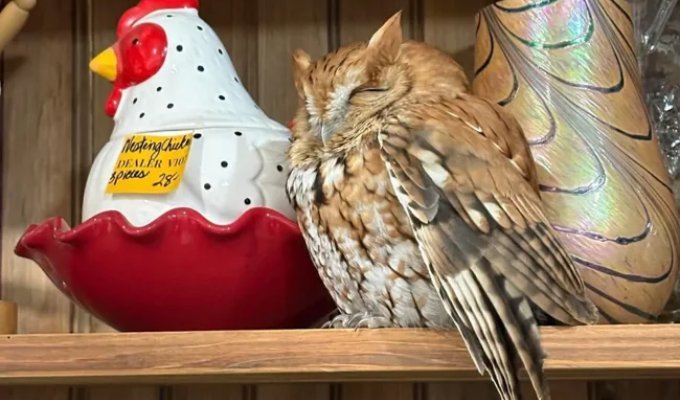 Mistook for an exhibit: an owl dozed off right on the shelf of an antique store (3 photos)