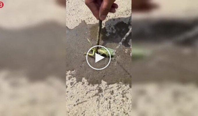 A guy saves a praying mantis from a parasite.