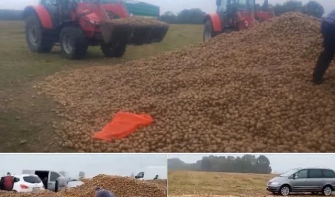 В Польше люди украли 150 тонн урожая у фермера из-за фейка в соцсетях (2 фото)