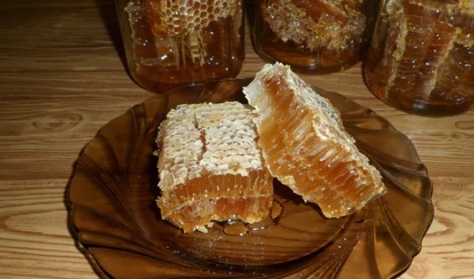 How Bees Make Honey (10 Photos)